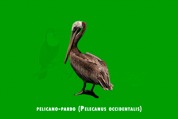 pelicano-pardo (Pelecanus occidentalis)