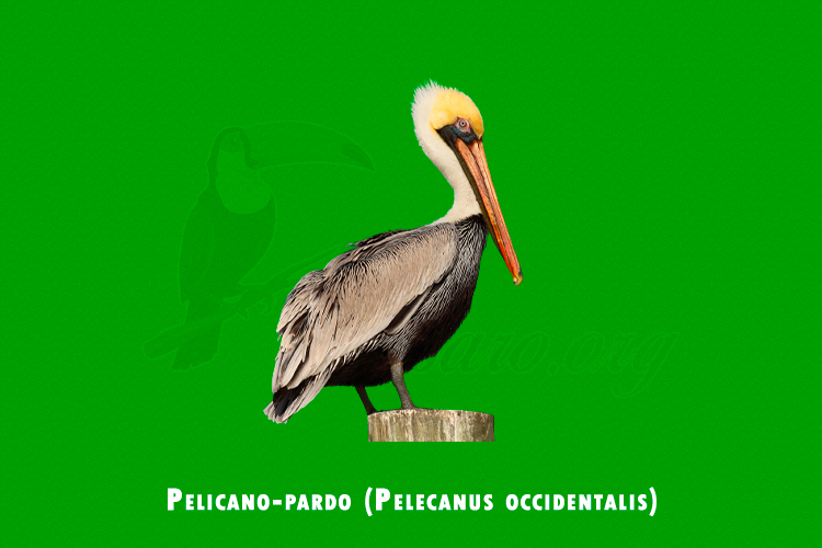 pelicano-pardo (pelecanus occidentalis)