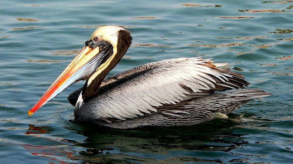 pelicano-peruano