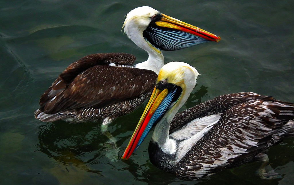 pelicano-peruano