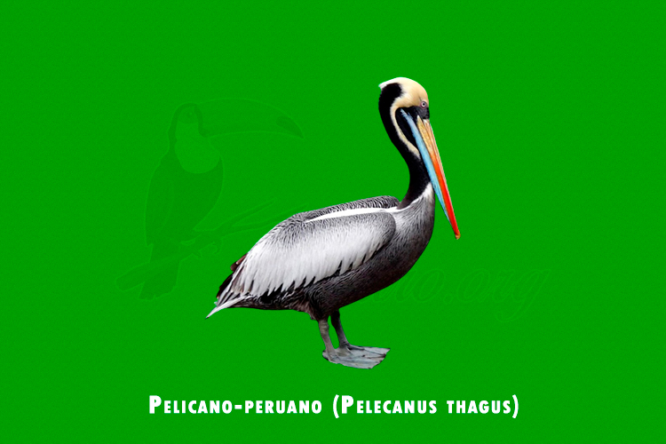 pelicano-peruano (pelecanus thagus)