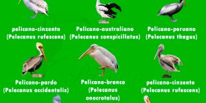 pelicanos em ameacas de extincao