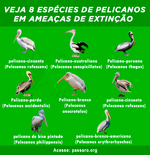 pelicanos em ameacas de extincao