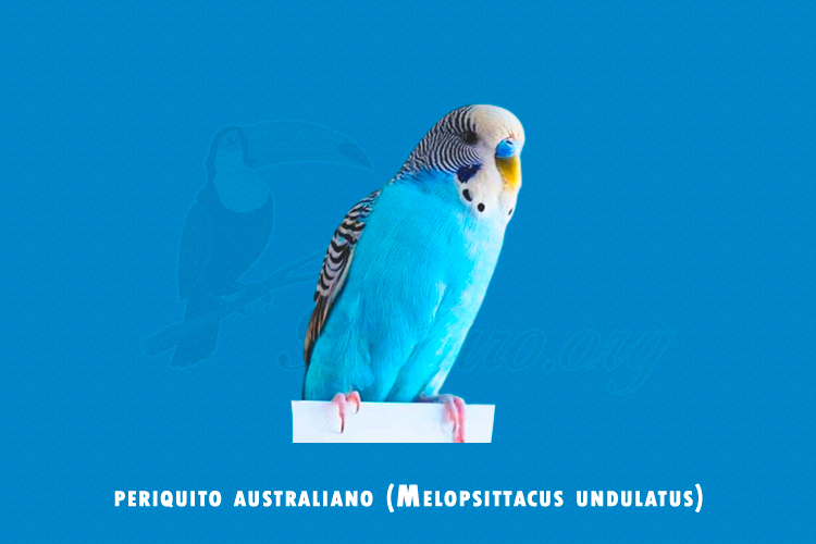 periquito australiano (Melopsittacus undulatus)