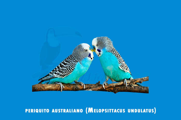 periquito australiano (melopsittacus undulatus)