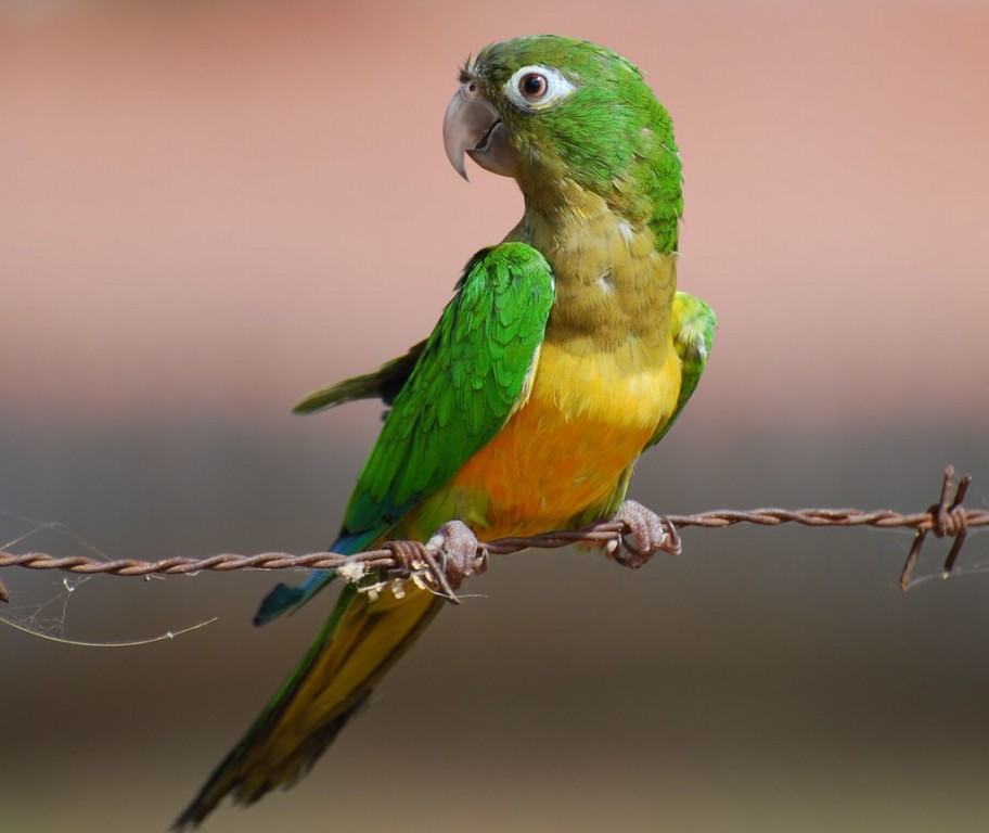 periquito-da-caatinga