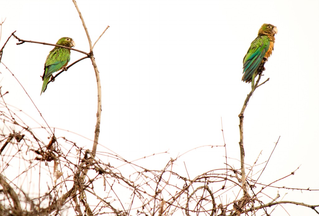 periquito-da-caatinga