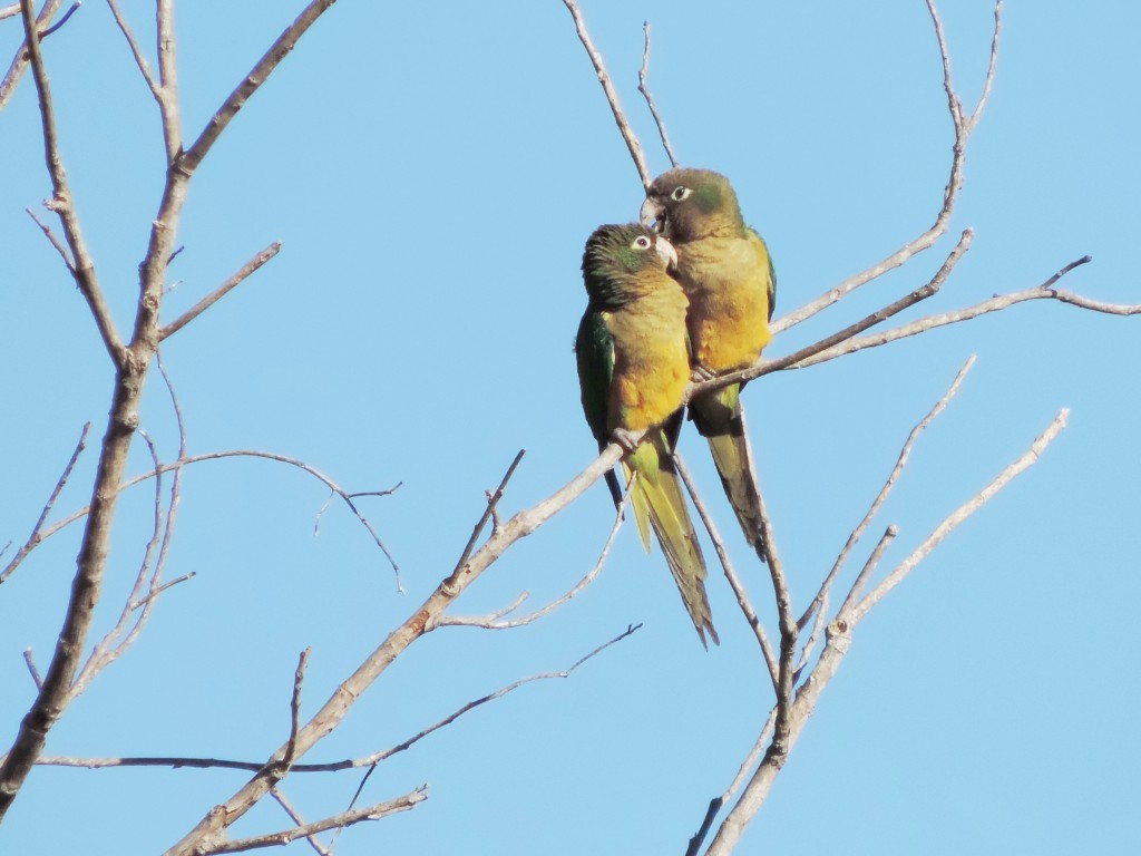 periquito-da-caatinga