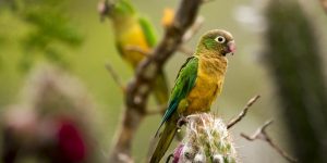 periquito-da-caatinga