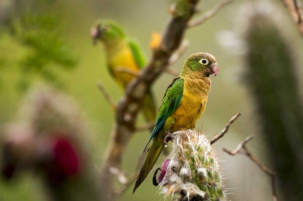 periquito-da-caatinga