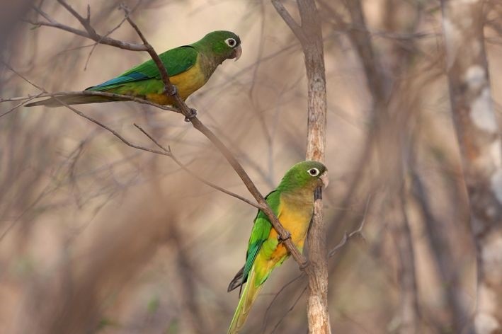 periquito-da-caatinga