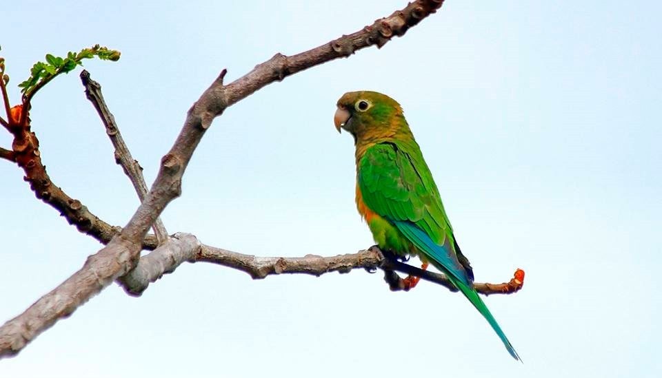 periquito-da-caatinga