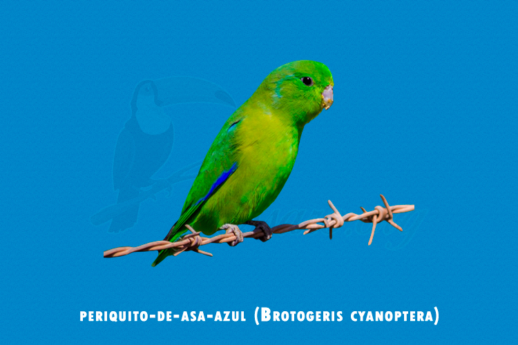 periquito-de-asa-azul (Brotogeris cyanoptera)