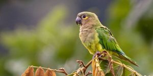 periquito-de-bochecha-parda