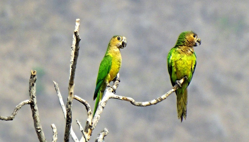 periquito-de-bochecha-parda