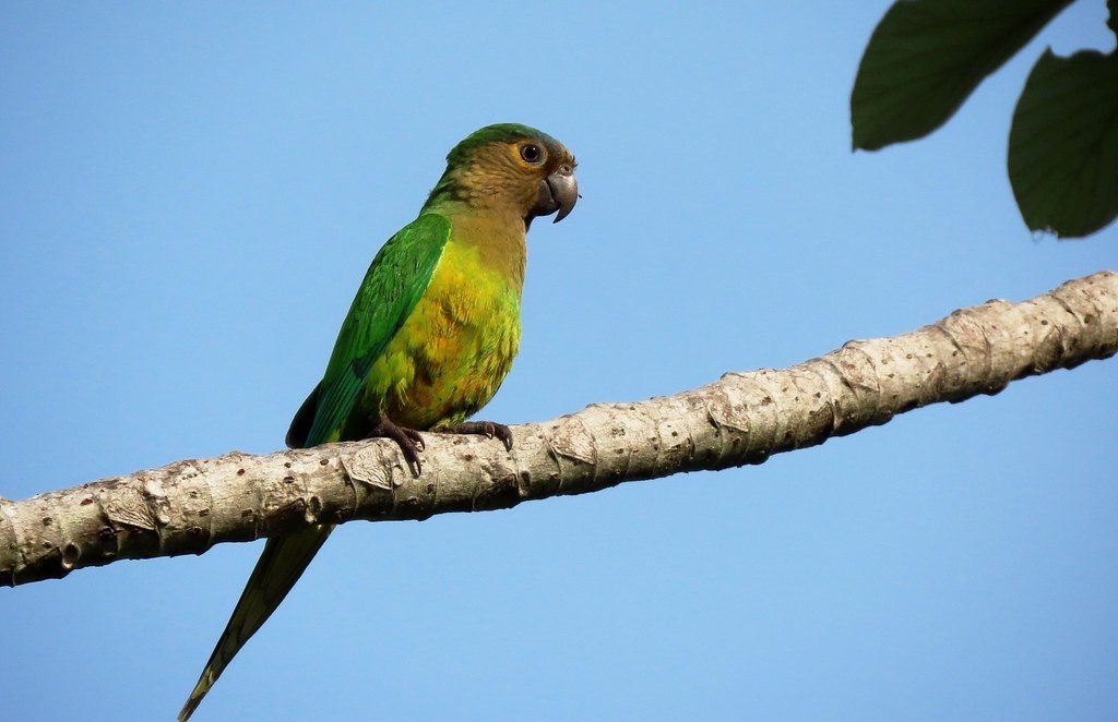 periquito-de-bochecha-parda