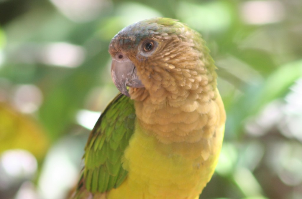 periquito-de-bochecha-parda