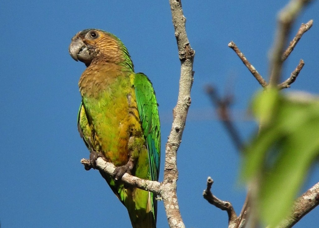 periquito-de-bochecha-parda