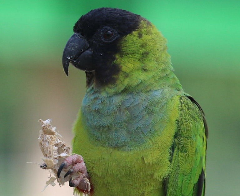 periquito-de-cabeca-preta