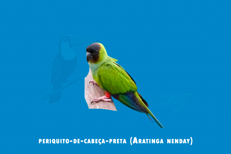 periquito-de-cabeça-preta (Aratinga nenday)