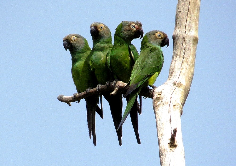 periquito-de-cabeca-suja