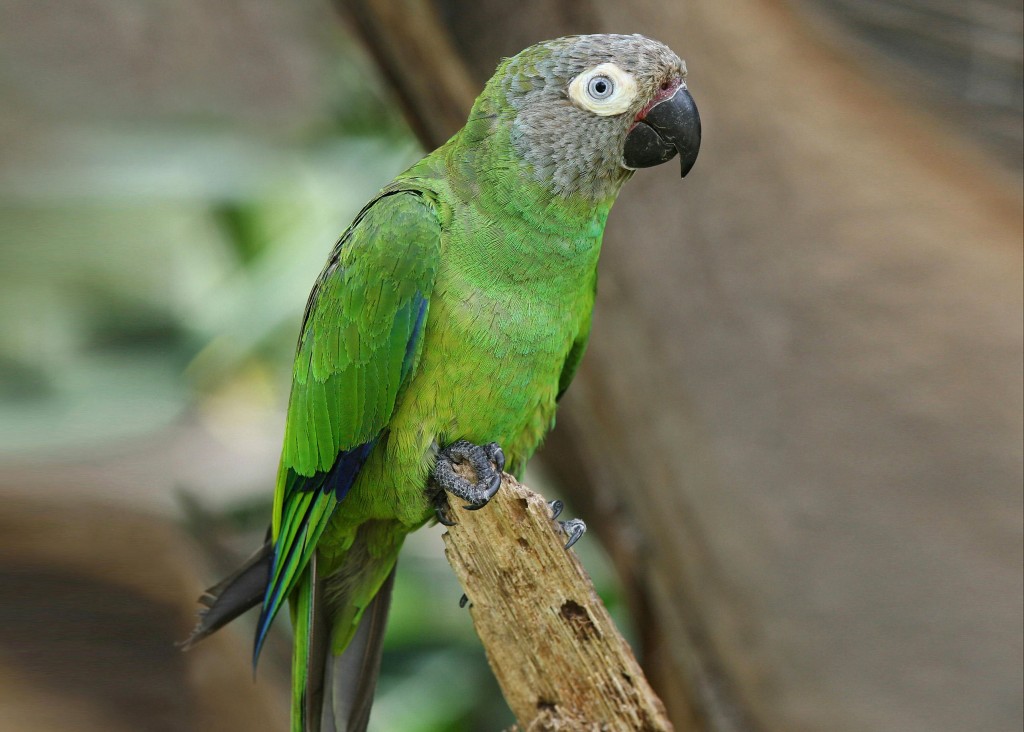 periquito-de-cabeca-suja