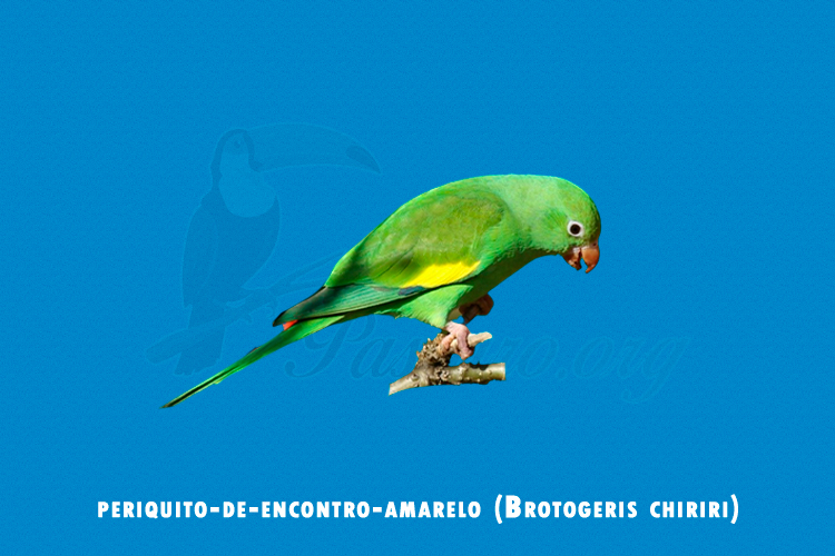 periquito-de-encontro-amarelo (Brotogeris chiriri)