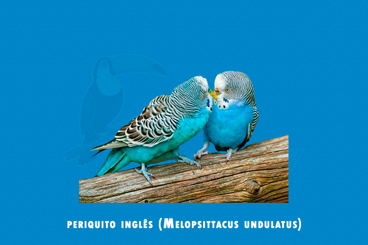 periquito inglês ( Melopsittacus undulatus )