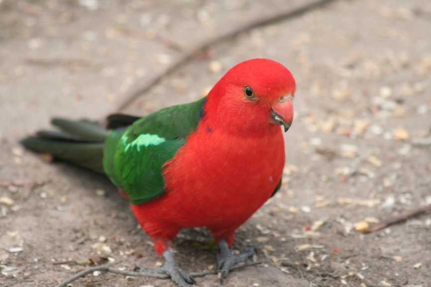 periquito-rei-australiano