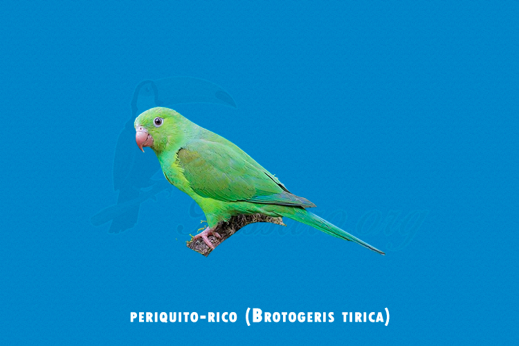 periquito-rico (Brotogeris tirica)