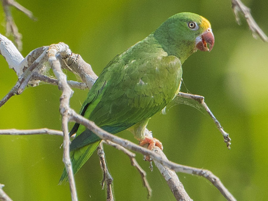 periquito-testinha