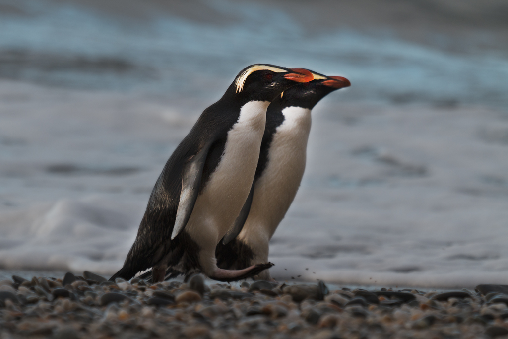 pinguim de crista ereta