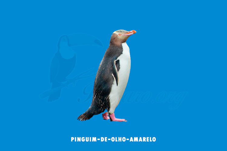 pinguim-de-olho-amarelo