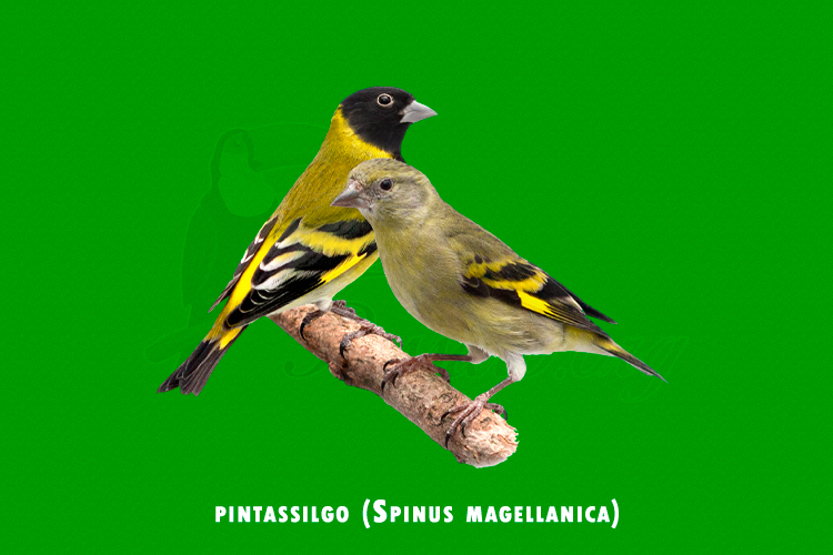 pintassilgo (spinus magellanica)