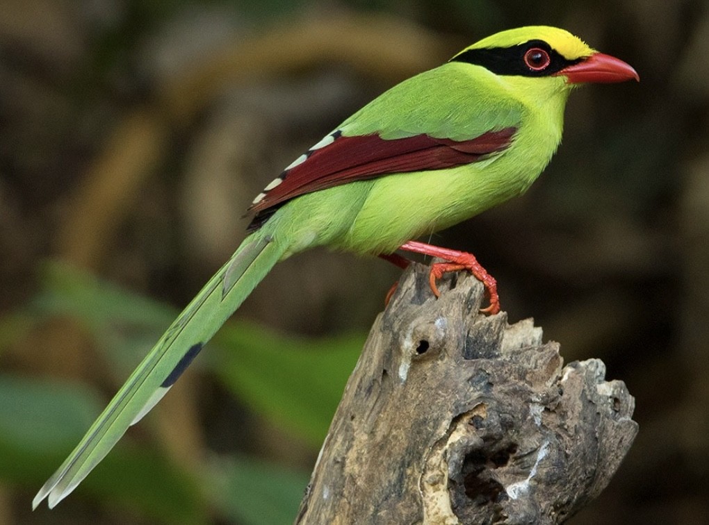 pirolle verde