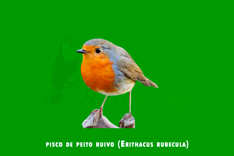 pisco de peito ruivo (erithacus rubecula)