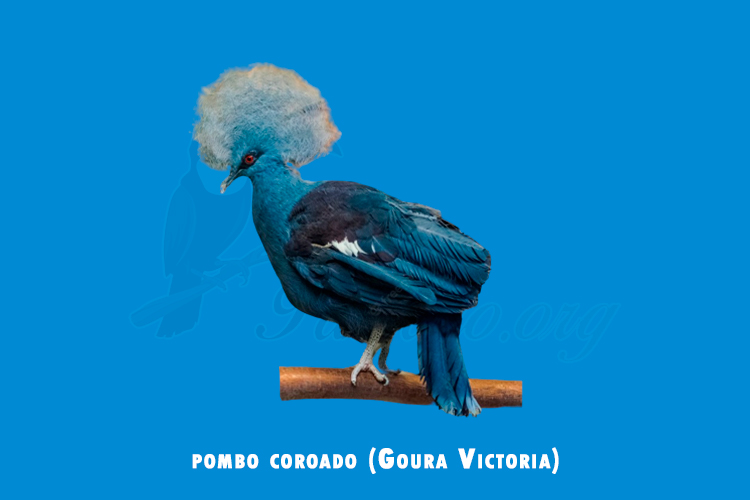 pombo coroado (Goura Victoria)