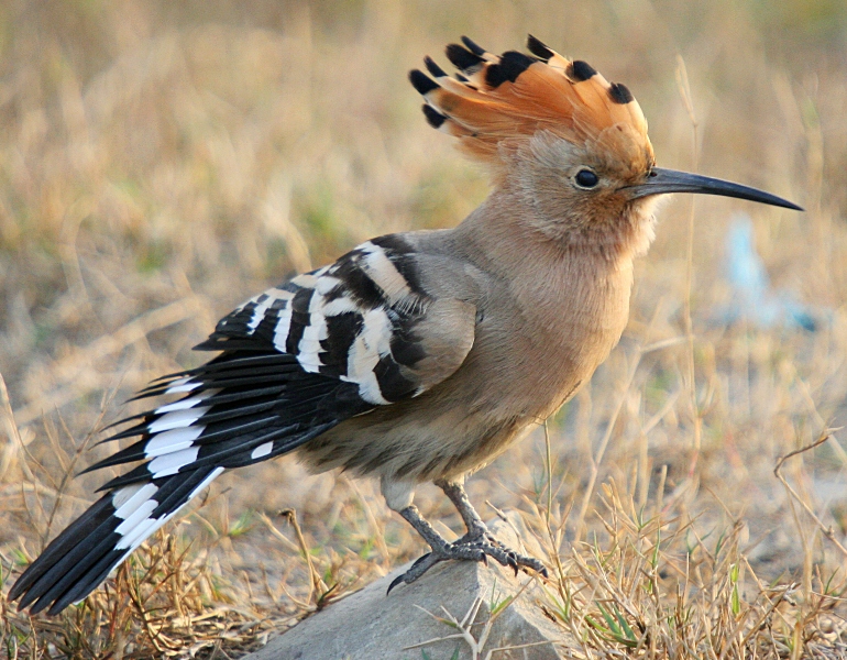 poupa-eurasiatica