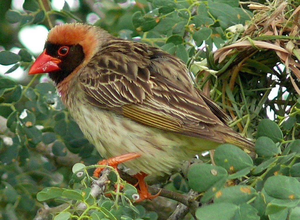 quelea-de-bico-vermelho