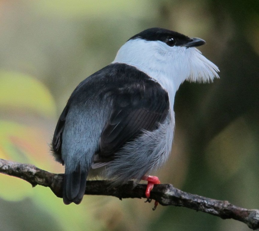 rendeira macho