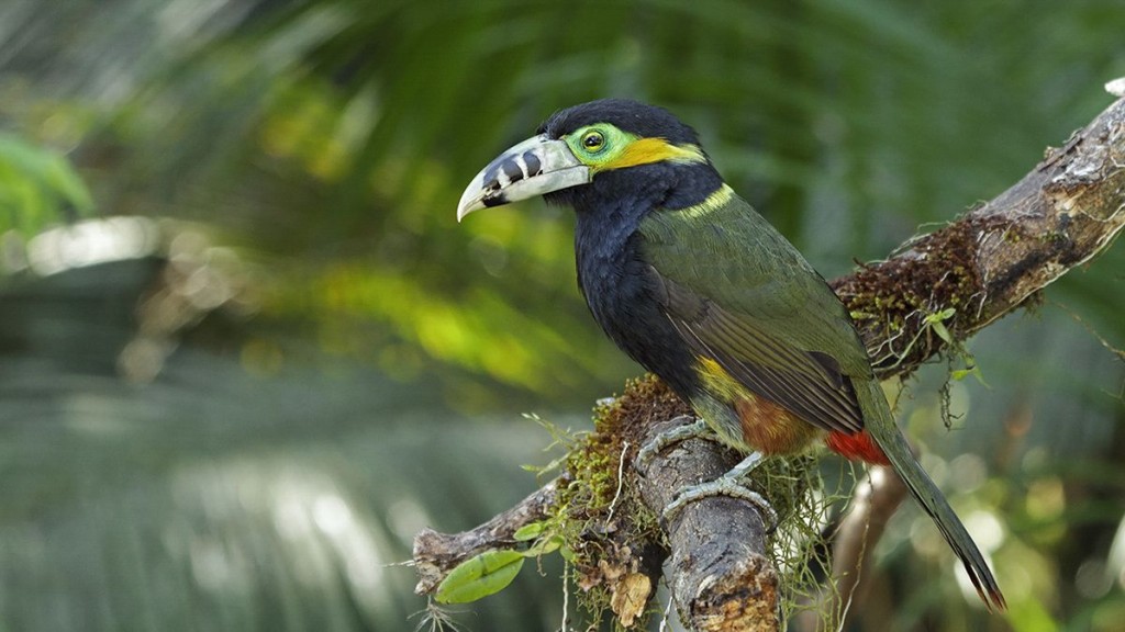 reproducao da aracari-poca