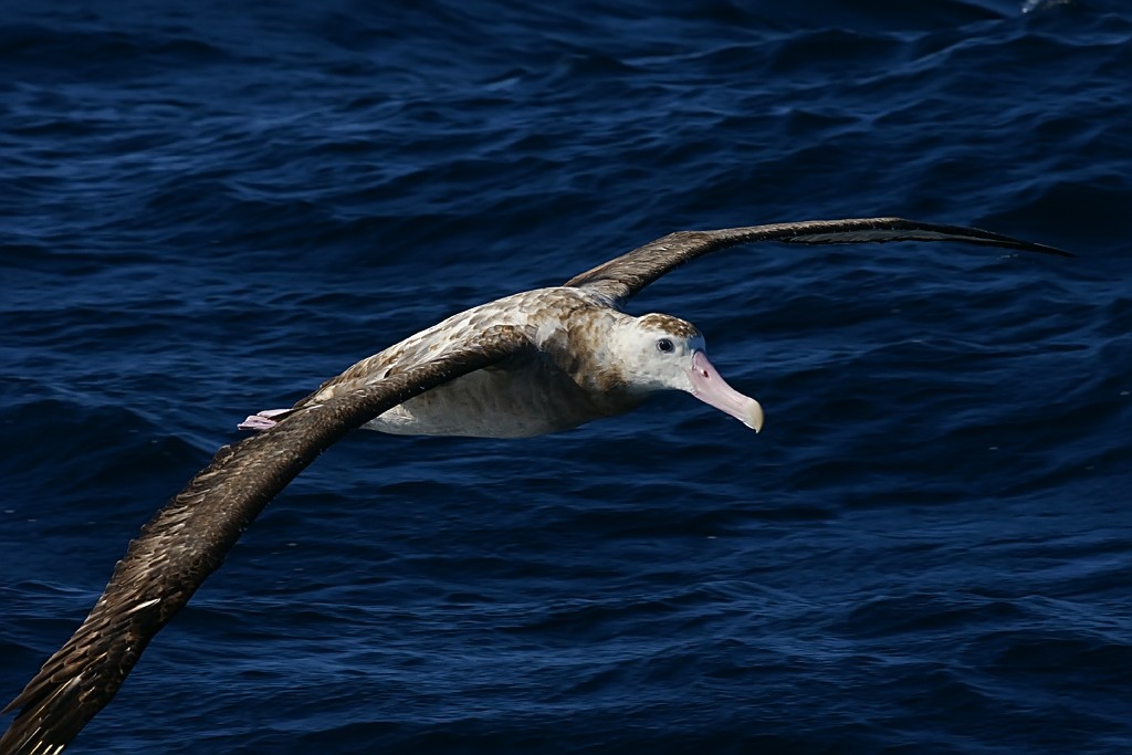 reproducao do albatroz-de-tristao