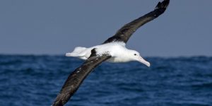 reproducao do albatroz real do norte