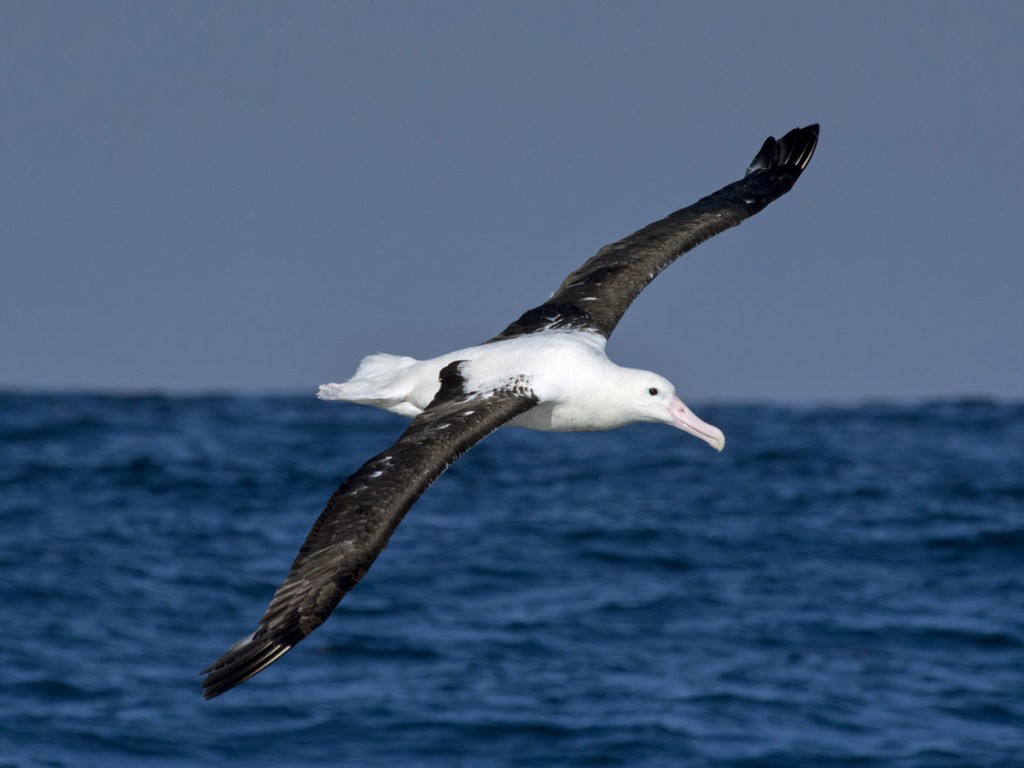 reproducao do albatroz real do norte