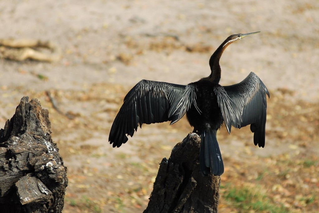 reproducao do aninga africana