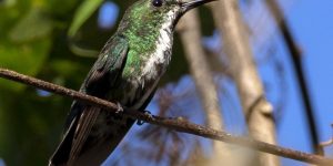 reproducao do beija-flor-de-bico-virado