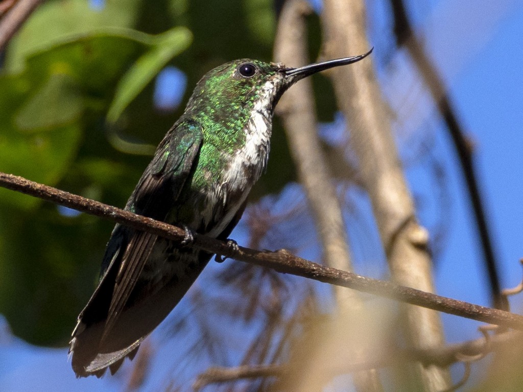 reproducao do beija-flor-de-bico-virado