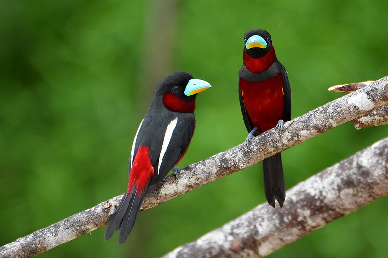 reproducao do black-and-red broadbill