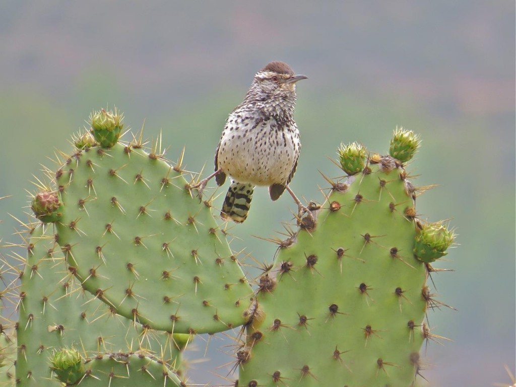 reproducao do boucard's wren