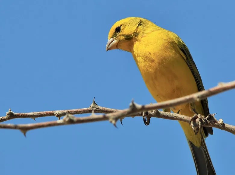 reproducao do canario raca espanhola em gaiola